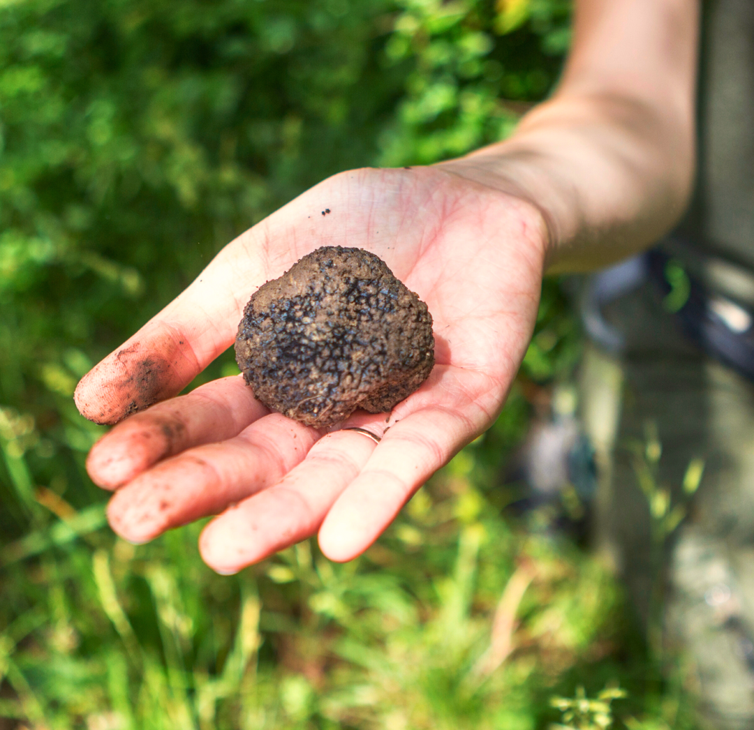 Il tartufo di Modena